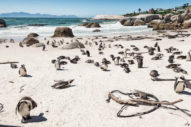 istock Penguin on the beach in South Africa 1129129361