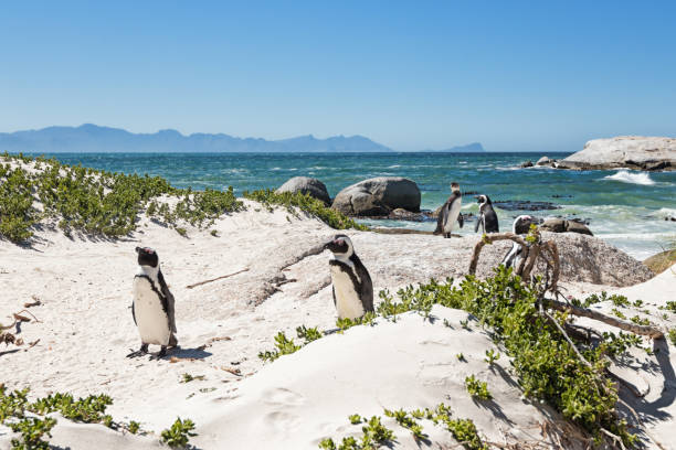 African penguins in Simon's Town an Boulder's Beach Boulders Beach is a stretch of beach located in Simon's Town on the Cape Peninsula in South Africa. It is home to a colony of African jackass penguins and is therefore a tourist attraction. boulder beach western cape province photos stock pictures, royalty-free photos & images
