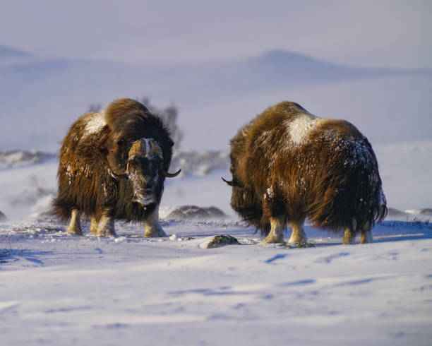 istock Muskox Bulls in Winter 1129129729