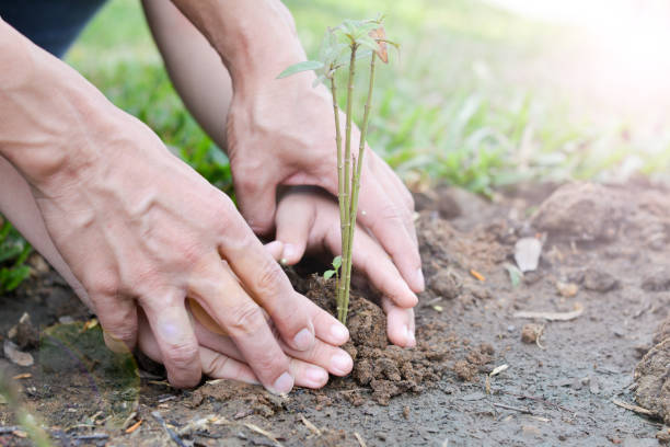 istock World environment day reforesting eco bio arbor CSR ESG ecosystems reforestation concept.Image of hands of father and daughter child growing tree on soil. Parent and child planting nature together 1129131134