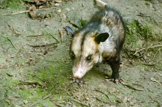 istock Manicou / Opossum, Tobago 1129131174