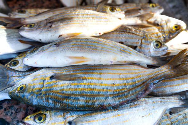 istock Fresh fishes at market 1129131177