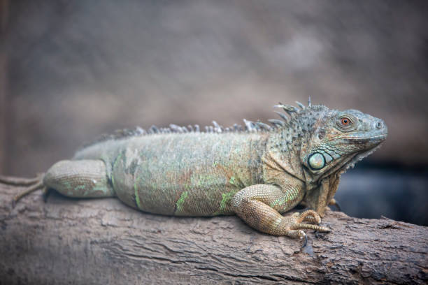 istock Izmr Natural life park (dogal yasam park) iguana Animal  (Izmir / Turkey) 1129132131