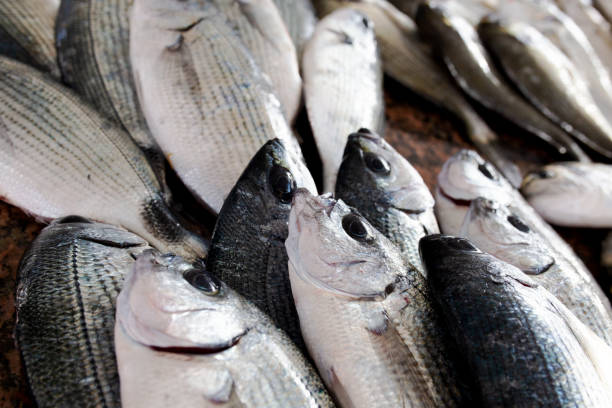 istock Fresh fishes at market 1129132361