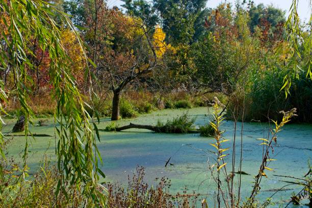 istock Autumn landscape on Danubian floodplain, Slovakia, Europe 1129133451