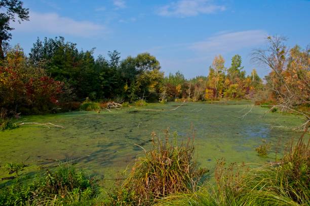 istock Autumn landscape on Danubian floodplain, Slovakia, Europe 1129133461