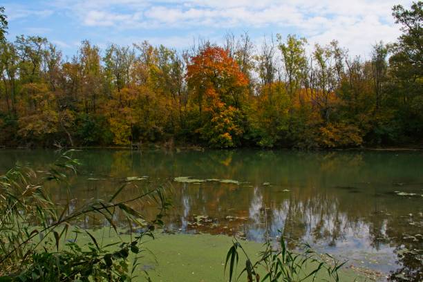 istock Autumn landscape on Danubian floodplain, Slovakia, Europe 1129133493