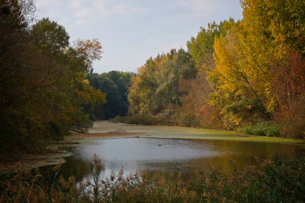istock Autumn landscape on Danubian floodplain, Slovakia, Europe 1129133498