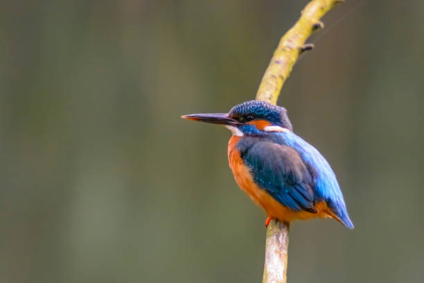 istock Female Common Kingfisher sitting on a branch overlooking a small pond 1129134214