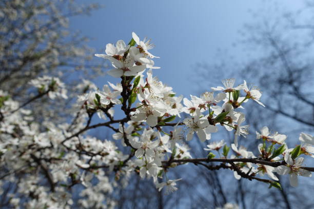 istock Inflorescence of Prunus cerasifera tree against blue sky 1129137013