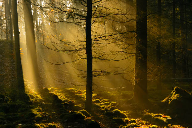 istock Rays of sunlight in a dark Pine tree forest during a misty morning. 1129137056
