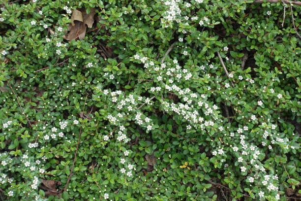 istock Small glossy leaves and white flowers of Cotoneaster horizontalis 1129137068