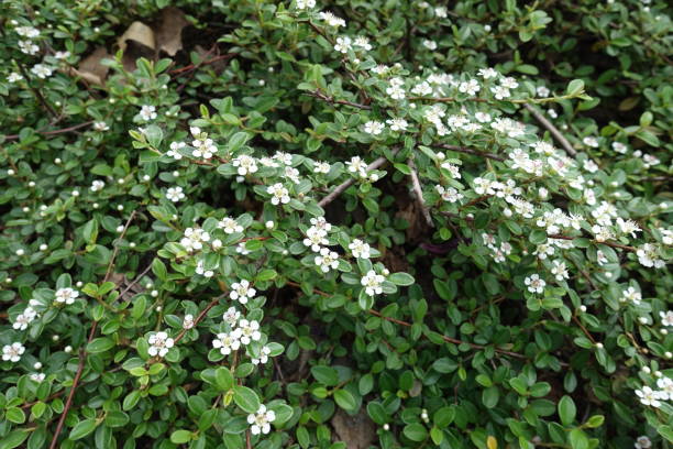 istock Foliage and flowers of Cotoneaster horizontalis in May 1129137069