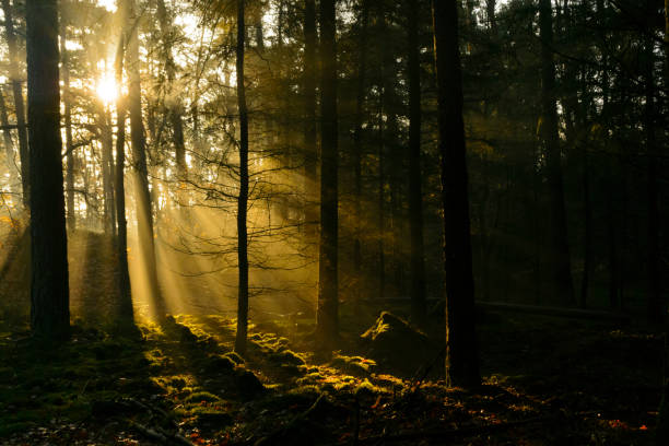 istock Rays of sunlight in a dark Pine tree forest during a misty morning. 1129137145