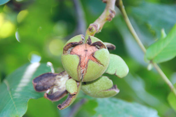 istock Juglans regia fruit ripening among green foliage on tree. Nut growing on branch 1129139872