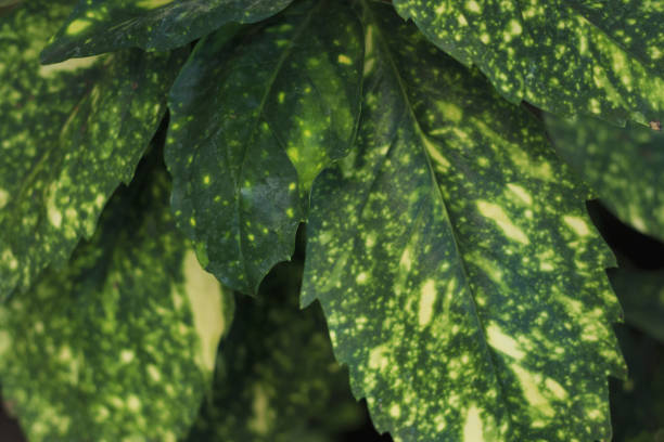 istock Exotic ornamental greenhouse plant. 1129140268