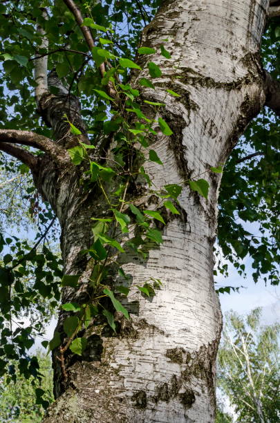 istock Fresh springtime  Birch or Betula alba tree with beauty trunk, bark and leaves  in Popular Zaimov park, district Oborishte 1129141259