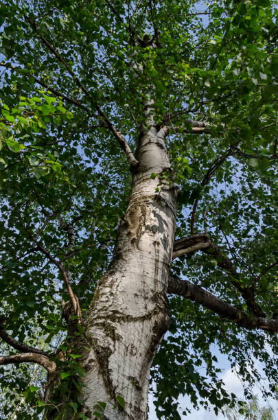 istock Fresh springtime  Birch or Betula alba tree with beauty trunk, bark and leaves  in Popular Zaimov park, district Oborishte 1129141281