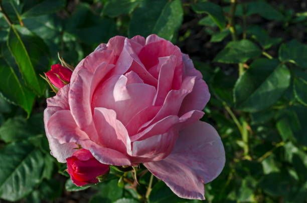 foto de rosal rosa en flor de floración y cogollos de saludo en parque natural zaimov - rose pink bright simply fotografías e imágenes de stock