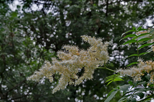 Branch of Japanese tree lilac or Syringa reticulata with white bloom close up in the springtime,  Popular Zaimov park, district Oborishte, Sofia, Bulgaria
