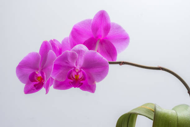 istock Orchid on white background. Flowers violet. 1129141609