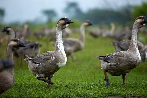 Flock of geese on the grass outdoors