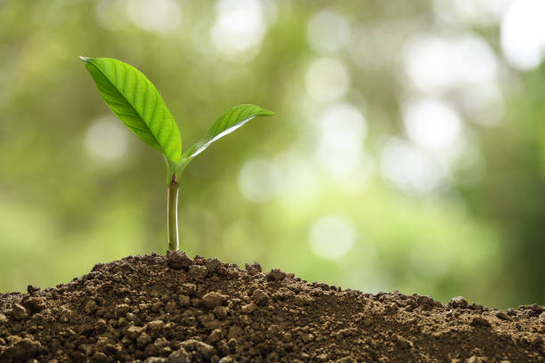 istock Green sprout growing out from soil on nature background 1129144333