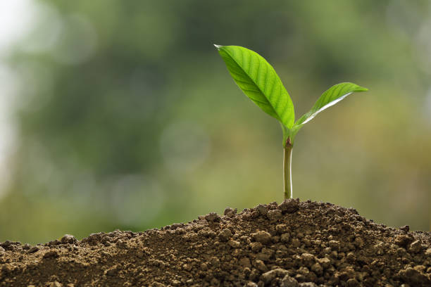 istock Green sprout growing out from soil on nature background 1129144346