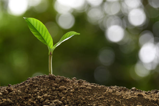 istock Green sprout growing out from soil on nature background 1129144360