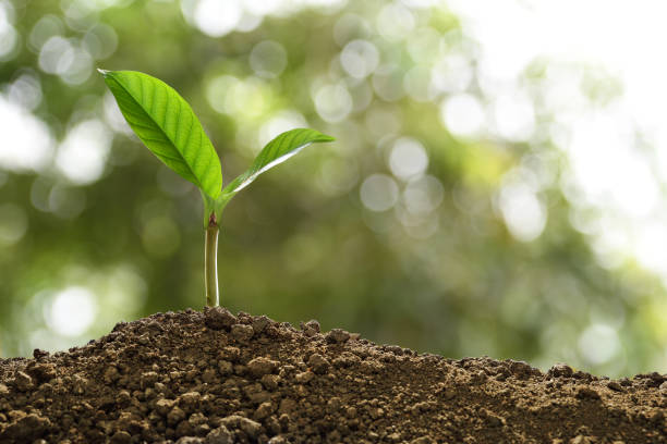istock Green sprout growing out from soil on nature background 1129144363