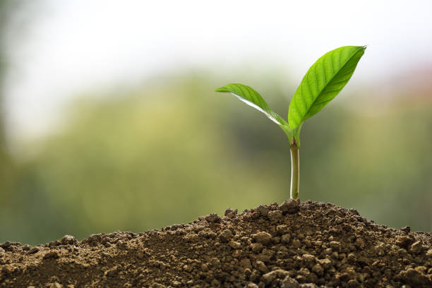 istock Green sprout growing out from soil on nature background 1129144373