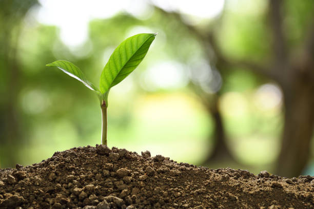 istock Green sprout growing out from soil on nature background 1129144378