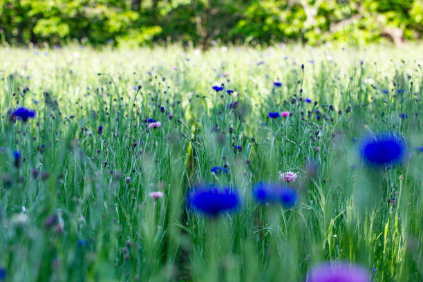istock Wild flowers in Hitachi Seaside park, Japan 1129144871