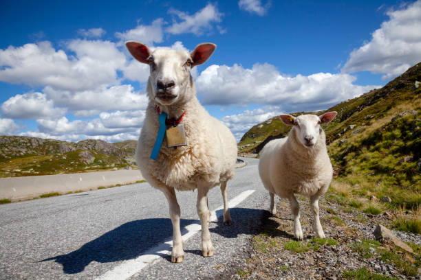 Rree range sheep and lamb standing on a mountain road in Norway, Scandinavia - animal road hazard concept
