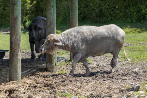 istock Buffalo in Parc Safari 1129145987