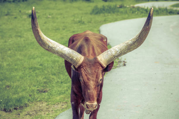 Black bull with long sharp horns pointing upwards. Close up of a black bull with large bony head and long sharp horns pointing upward. Field with snow can be seen in the background on this sunny day.