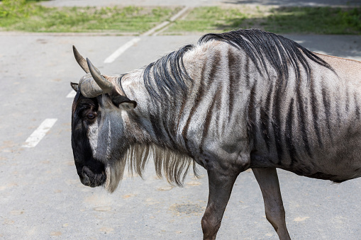 Gnu or Wildebeest, is the largest African antelope. Gnu is closely related to cattle, goats and sheep and it can be found in the plains and woods of Southern and East Africa.