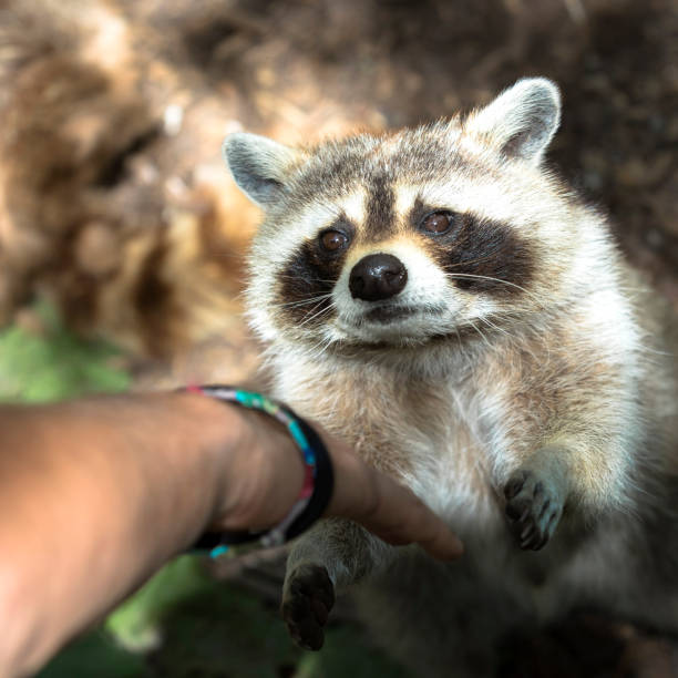 istock Raccoon at the Zoo 1129147030