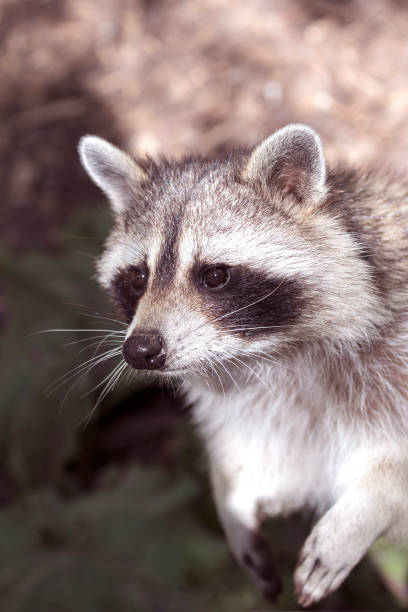 istock Raccoon at the Zoo 1129147131