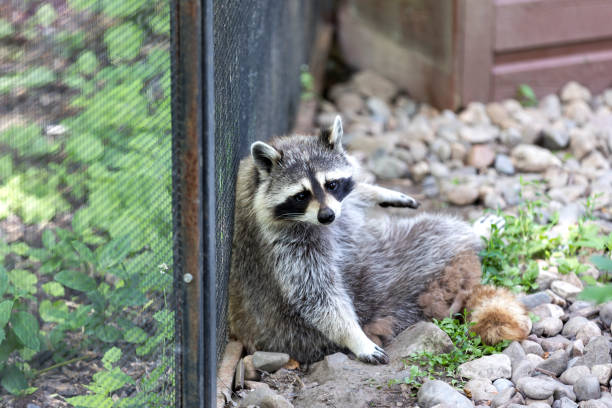 istock Raccoon at the Zoo 1129147228