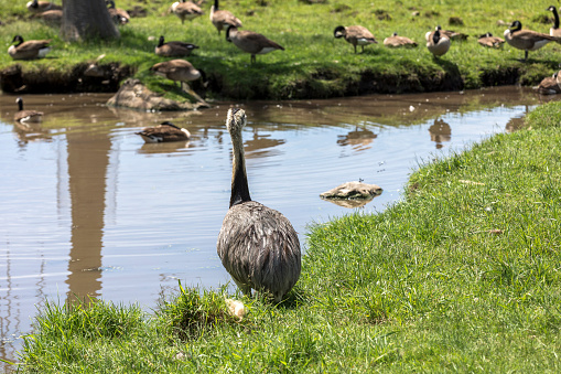Australian Emu watching canadian geese across the pond at Parc Safari in Hemmingford, Quebec, Canada