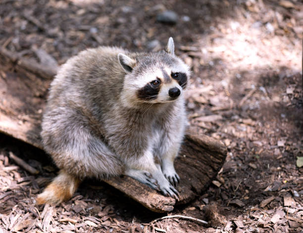 istock Raccoon at the Zoo 1129147491