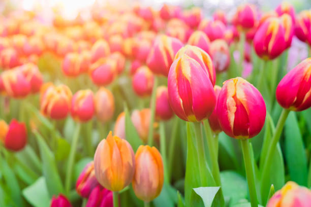istock Beauty tulips in garden. 1129147615