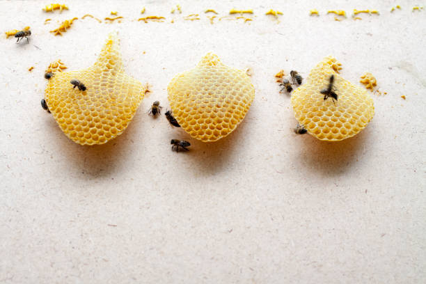 istock Bees eat honey from honeycomb cells 1129147763