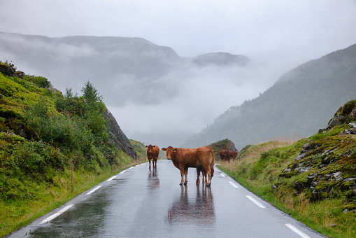 Rree range cattle standing on a mountain road in Norway, Scandinavia - animal road hazard concept