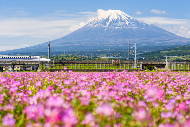 Shinkansen train at mount Fuji, Shizuoka Shizuoka, Japan - May 05, 2017:  JR Shinkansen moving through Mountain Fujisan and Shibazakura at spring. N700 Bullet train transit between Tokyo and Osaka operated by Japan Railways company. bullet train mount fuji stock pictures, royalty-free photos & images