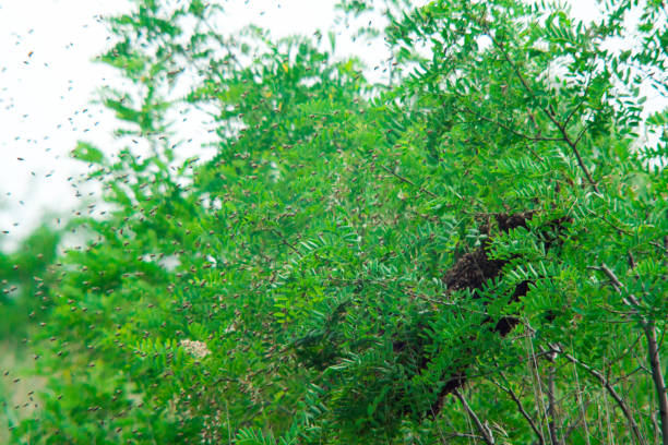 istock swarm of bees on a tree branch 1129148456