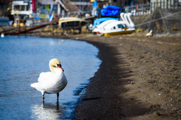 istock white swan in yamanakako lake 1129148998