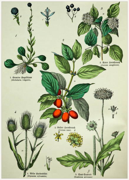 Victorian style botanical lithographs with corresponding caption in Latin and old German script. Munich 1880-1889,  Germany. Munich 1880-1889,  Germany.  Victorian style botanical lithographs with corresponding  caption in Latin and old German script. cornus sanguinea stock illustrations