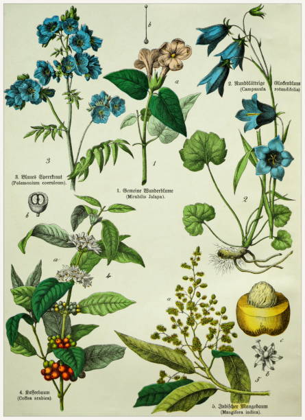Victorian style botanical lithographs with corresponding caption in Latin and old German script. Munich 1880-1889,  Germany. Munich 1880-1889,  Germany.  Victorian style botanical lithographs with corresponding  caption in Latin and old German script. mirabilis jalapa stock illustrations